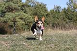 CORGI CARDIGAN 046